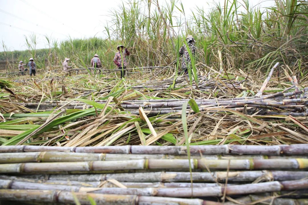 【乡村振兴进行时】一天得120元  快点回家砍甘蔗啦!