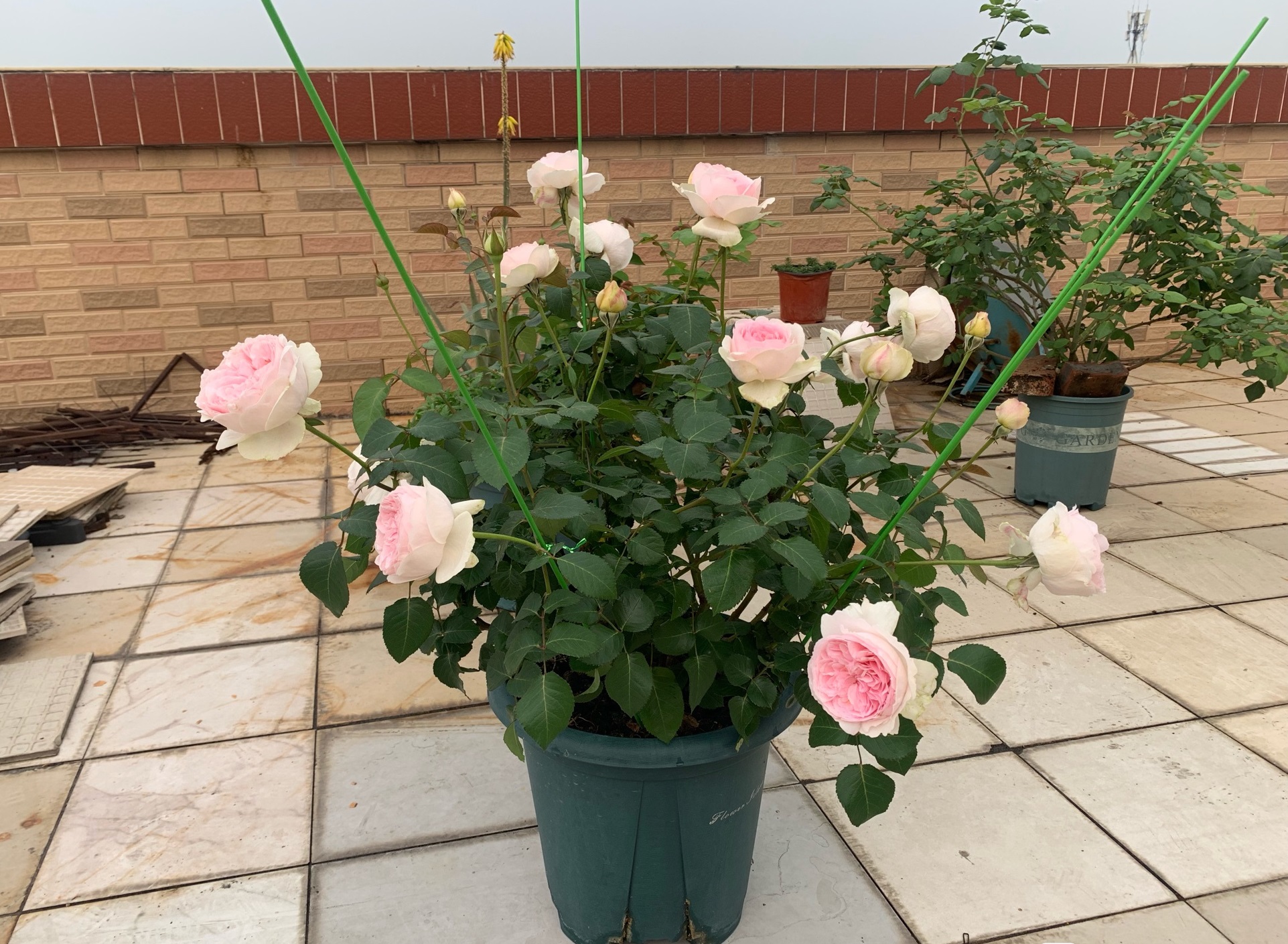 阳台养盆"伊芙·乙女心",四季有花看,赏花又闻香,养护也不难