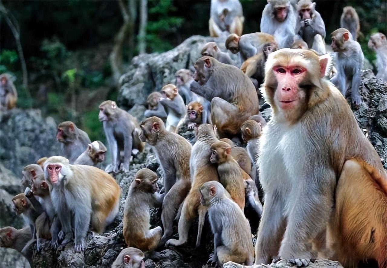 猴群宫斗故事:猴妃抢王子,猴王欲杀猴妃,猴妻温情化解仇怨