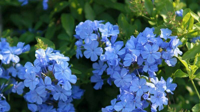 八月份适合种植什么花,这个花不仅爱开花,重要是还好养