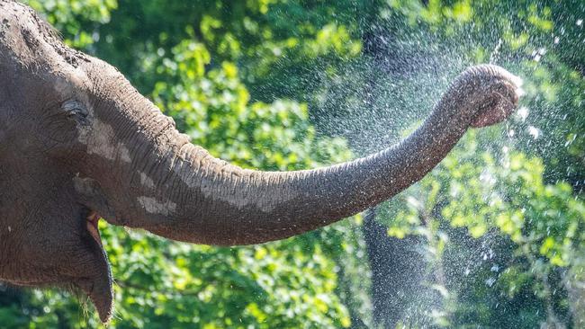 大象的长鼻子究竟有什么作用?可不止呼吸这么简单