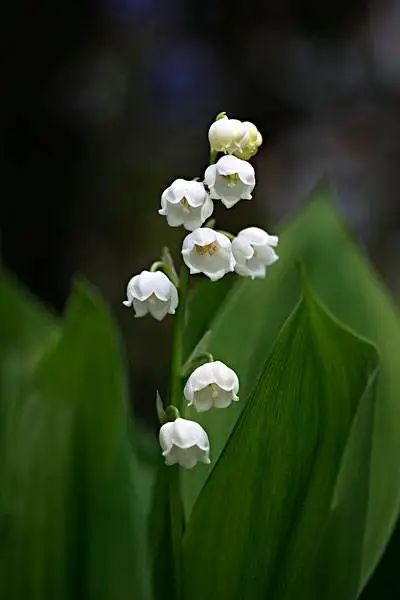 德国铃兰,五月山谷里的青白之夏|花名册no.00119