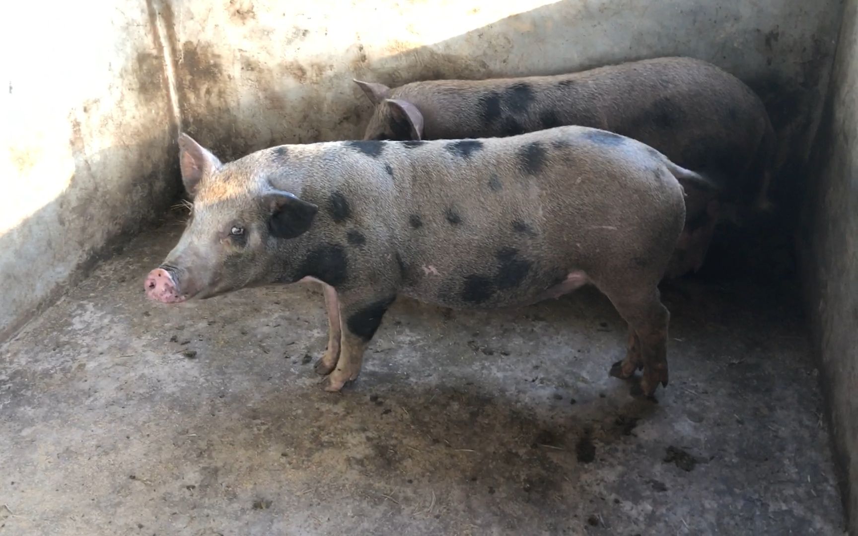 猪流口水怎么治疗?用这些方法就可以解决!