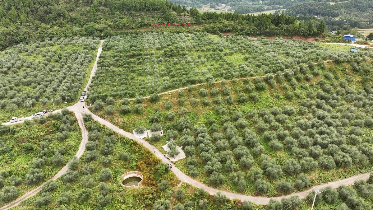 四川油橄榄种植基地图片