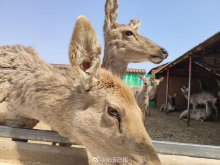 双阳区梅花鹿图片