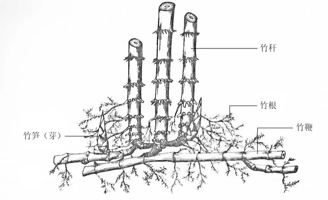 竹子结构解剖图图片