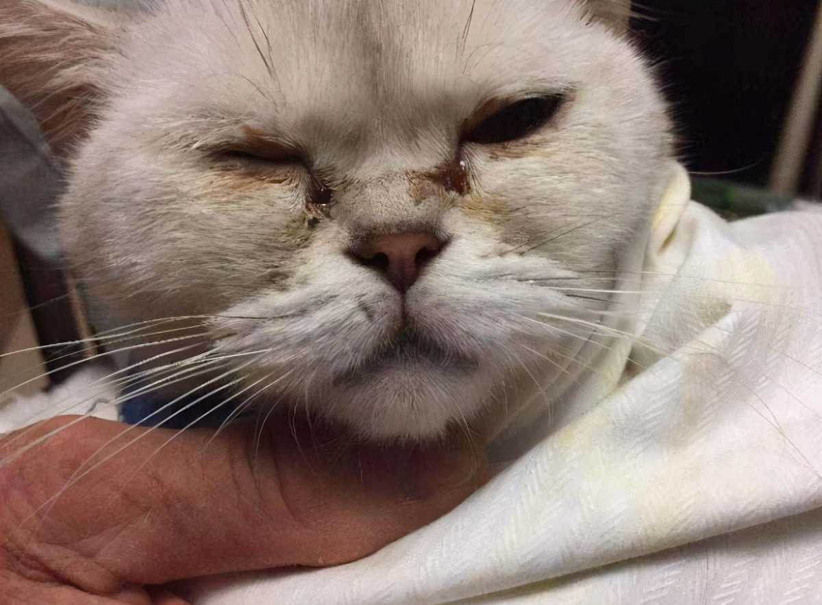 猫咪有泪痕是什么原因导致的?