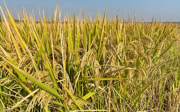 绿色优质超级籼粳交品种甬优1538,产量潜力大,高抗倒,口感好