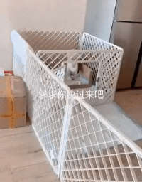 狗子首次当妈，就闹出天大的笑话