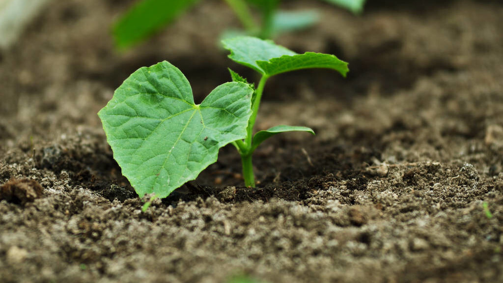 黄瓜- 热门商品专区
