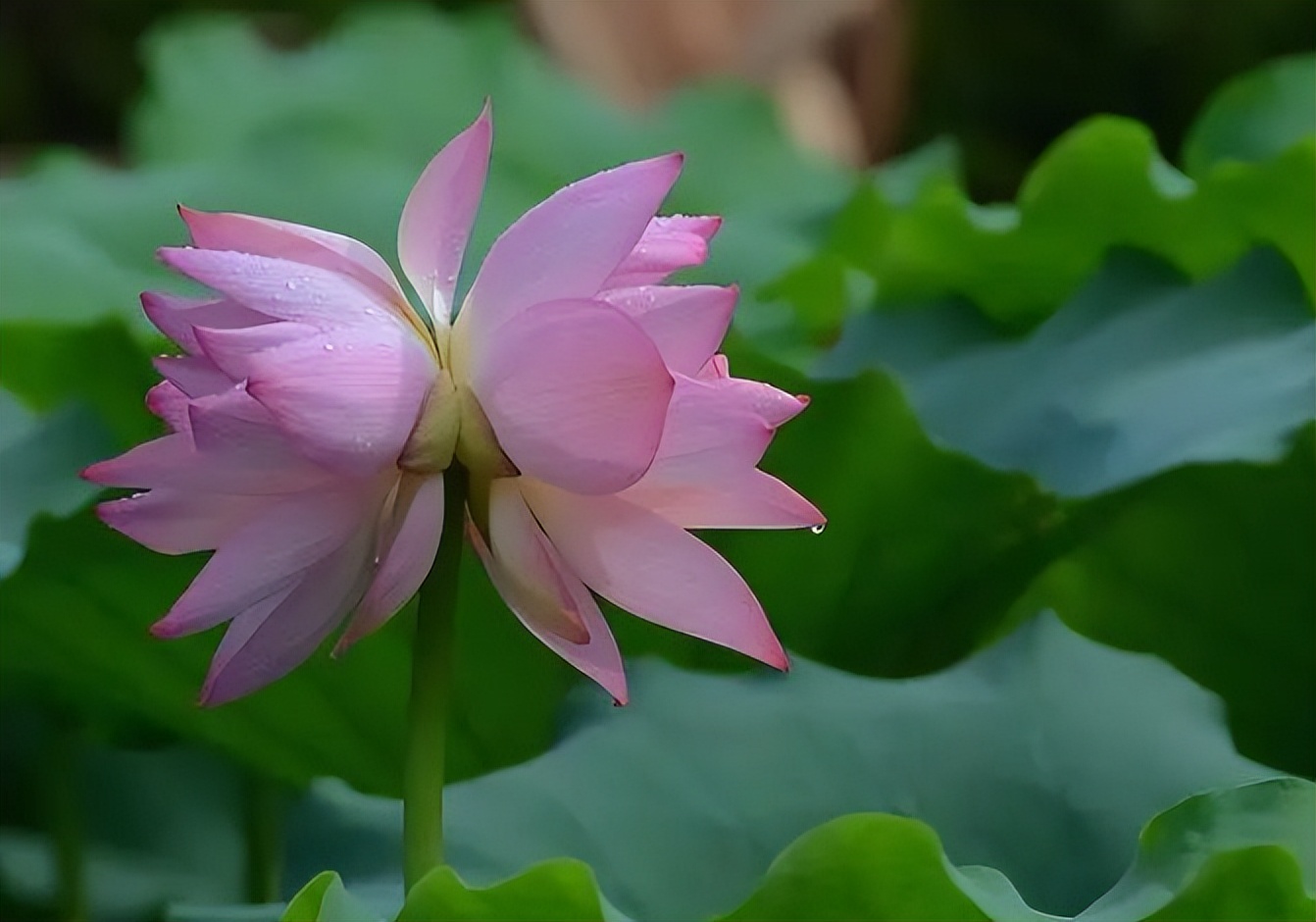 父母过世后,兄弟姐妹用以下几种方式相处,家庭越来越兴旺