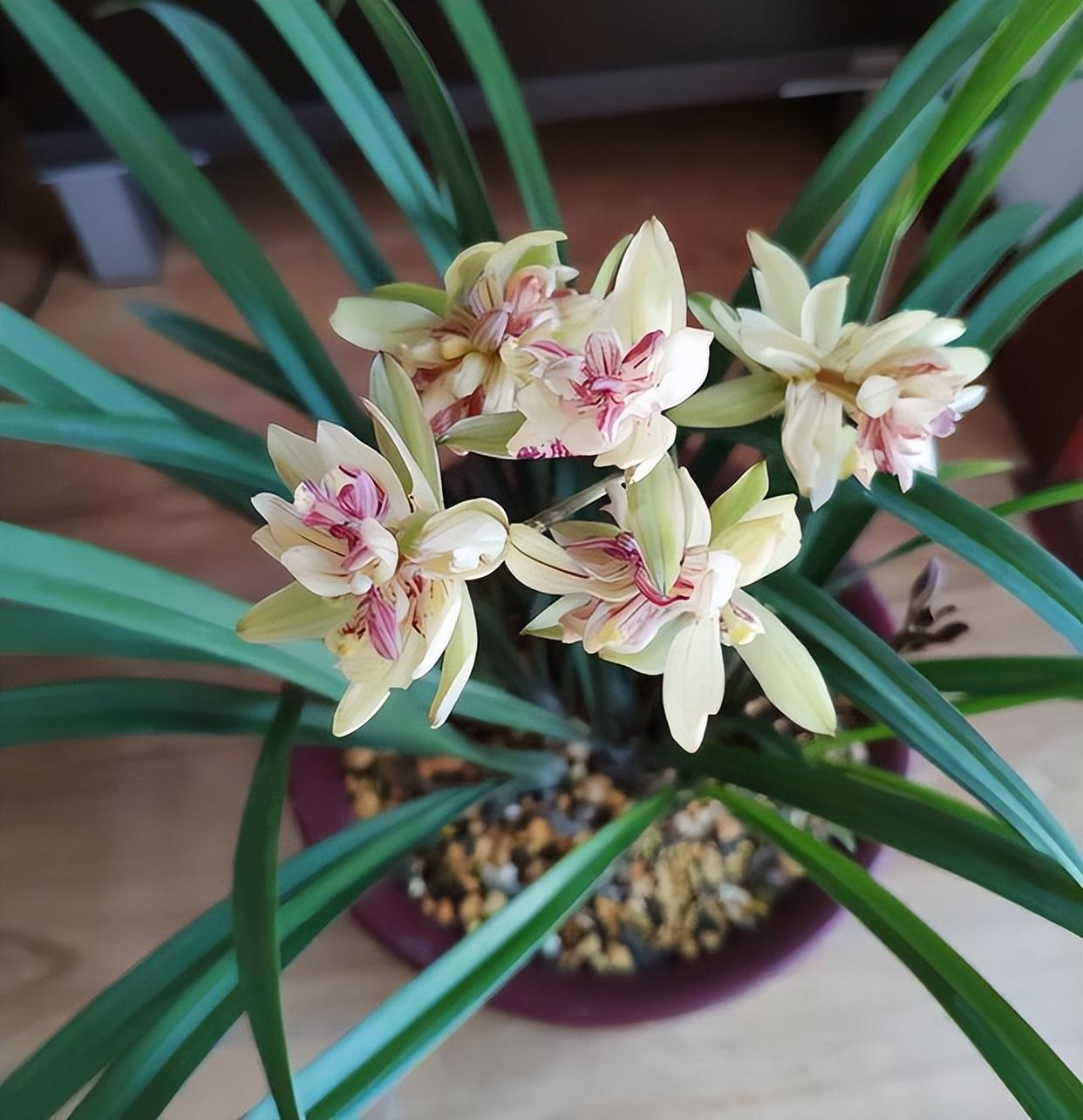 兰花中的"仙女"——富山奇蝶,花色清新,花型优雅,适合新手