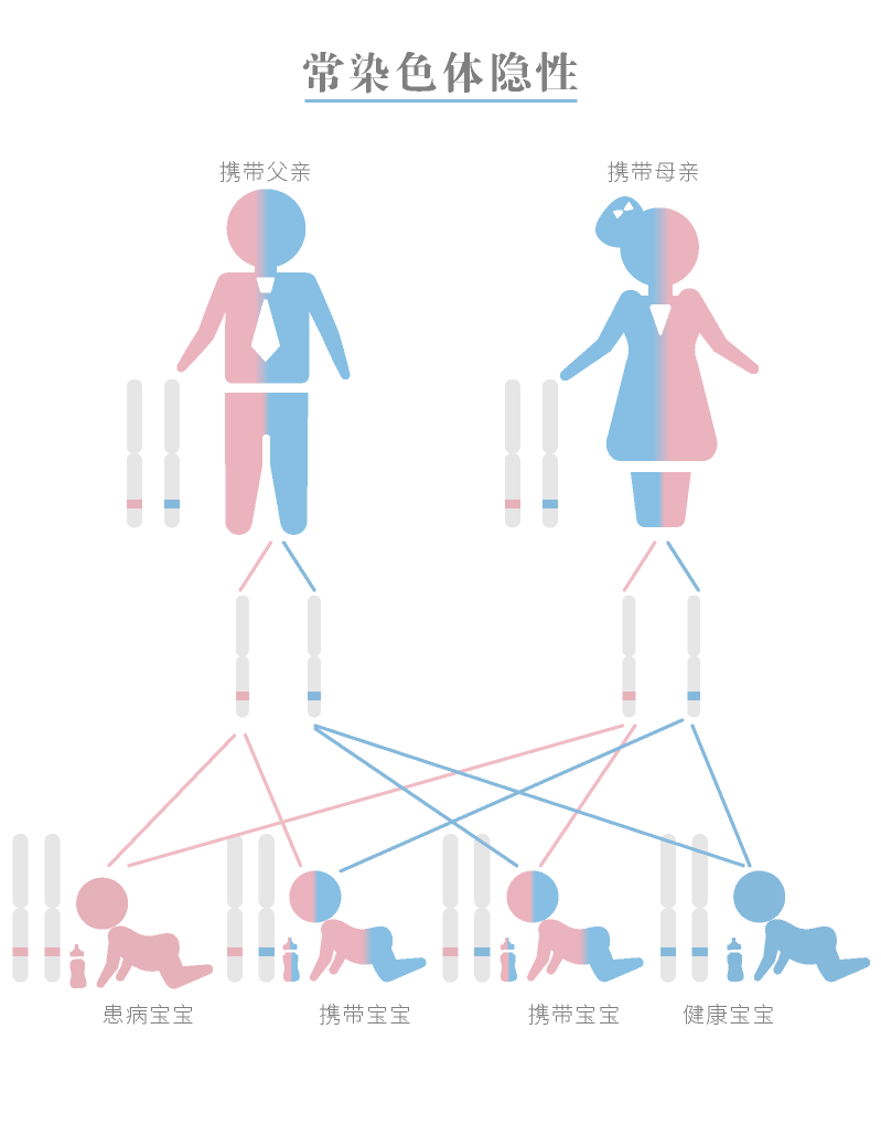 遗传系谱图和遗传图解图片