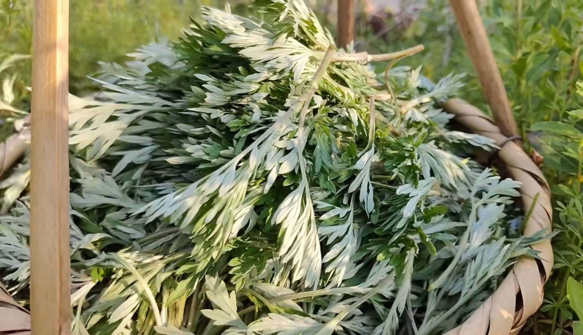 农村野生的艾叶非常嫩绿,全身是宝,采摘回去做艾叶糍粑吃,美味