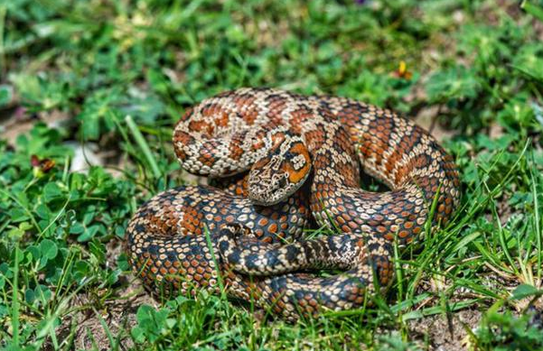红斑高山蝮:高原一点红,短小毒牙加害羞性格,只钟爱扑棱蛾子?