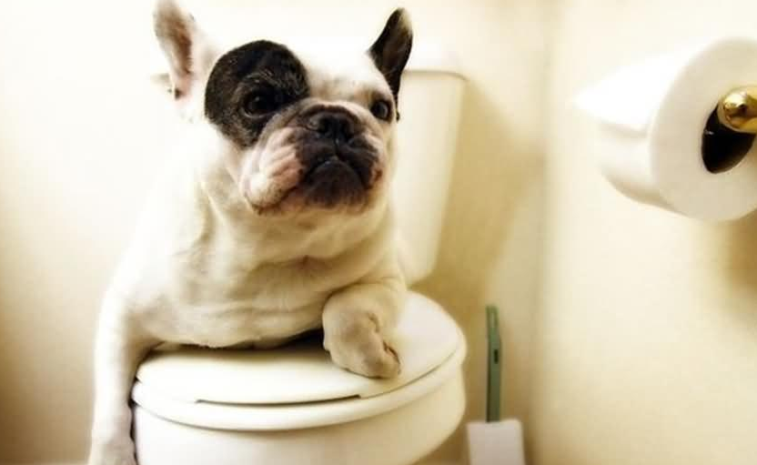 狗狗尿黄不只是喝水少,不及时发现可能会生病(附带解决方法)