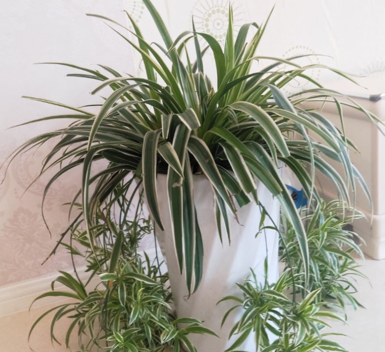 什么花可以吸甲醛?建议大家试试这些,堪称"天然净化器"