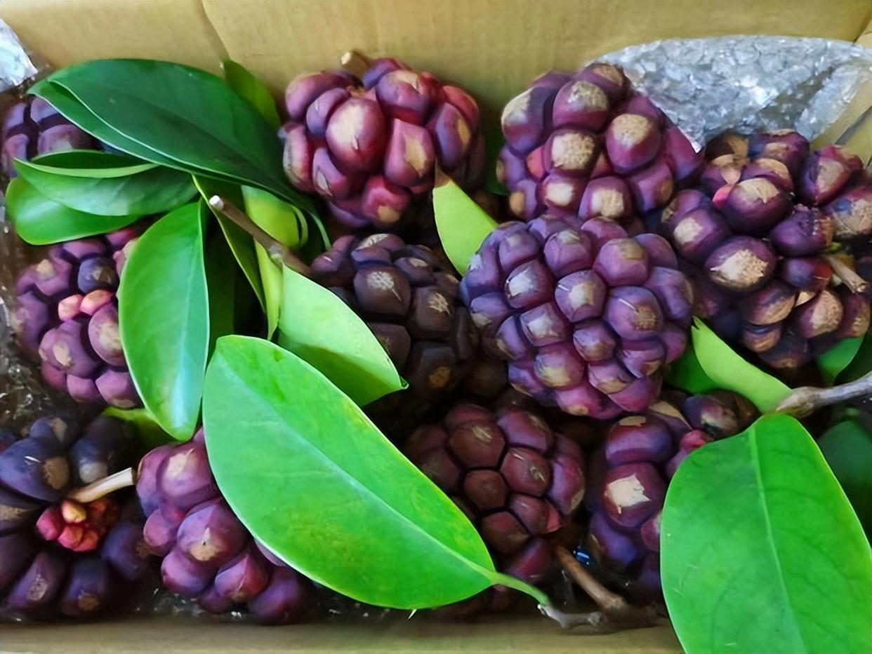 宝藏水果黑老虎,种植简单,长势喜人