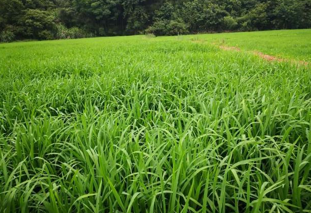 优质稻品种兆优5431产量高,抗倒伏,部颁二级优质米,粮价好