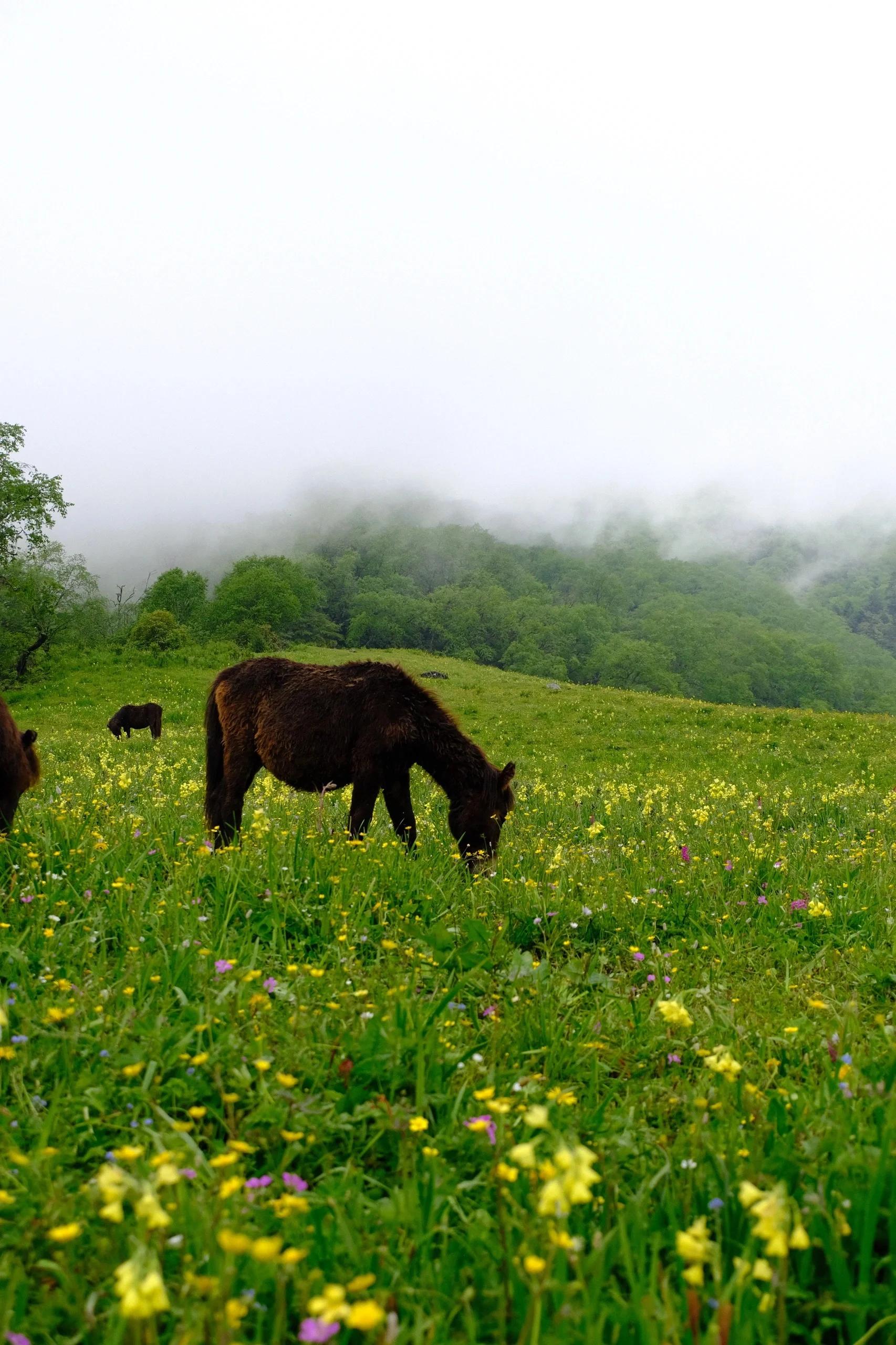 新疆天气实况·琼库什台·7月2日中午·晴