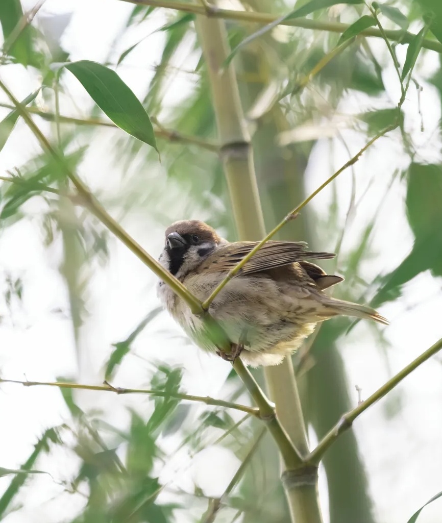 品珍|北宋艮岳造园一探