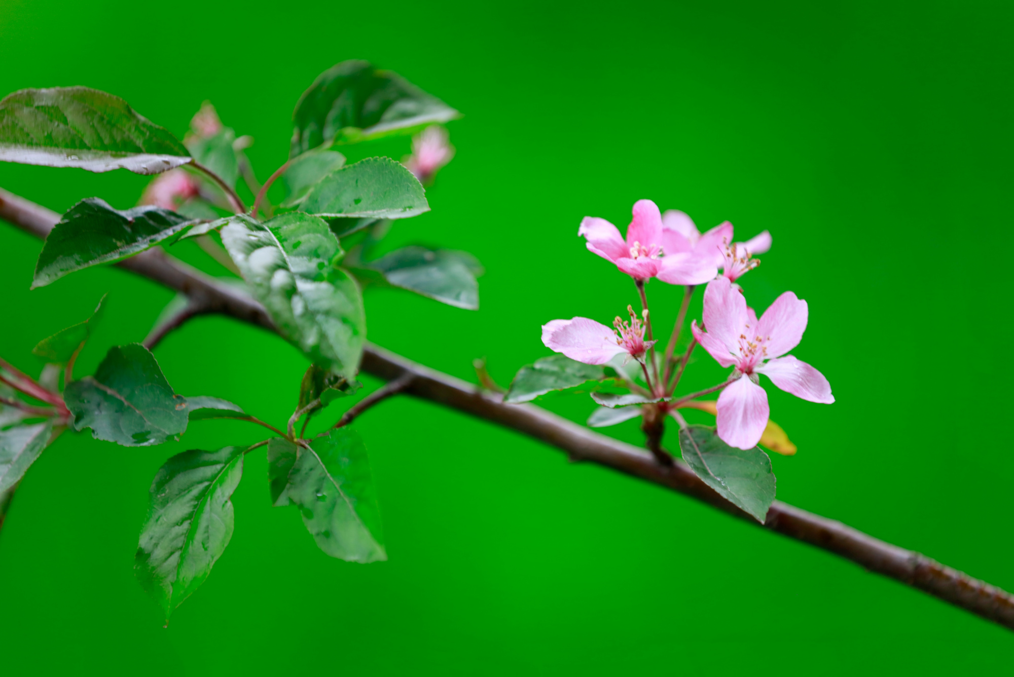 春雨后的小花儿,小草儿,以及其他