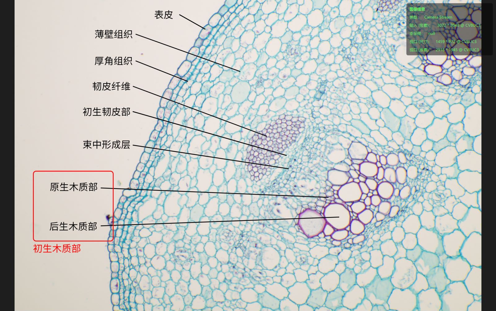 双子叶植物茎的结构图图片