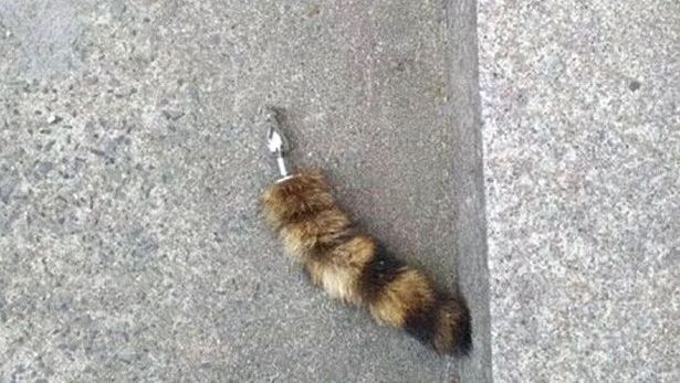 远远地看到猫的尾巴断了,路人好奇前去查看,认清后摇摇头走掉了