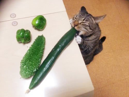 为什么猫怕黄瓜?