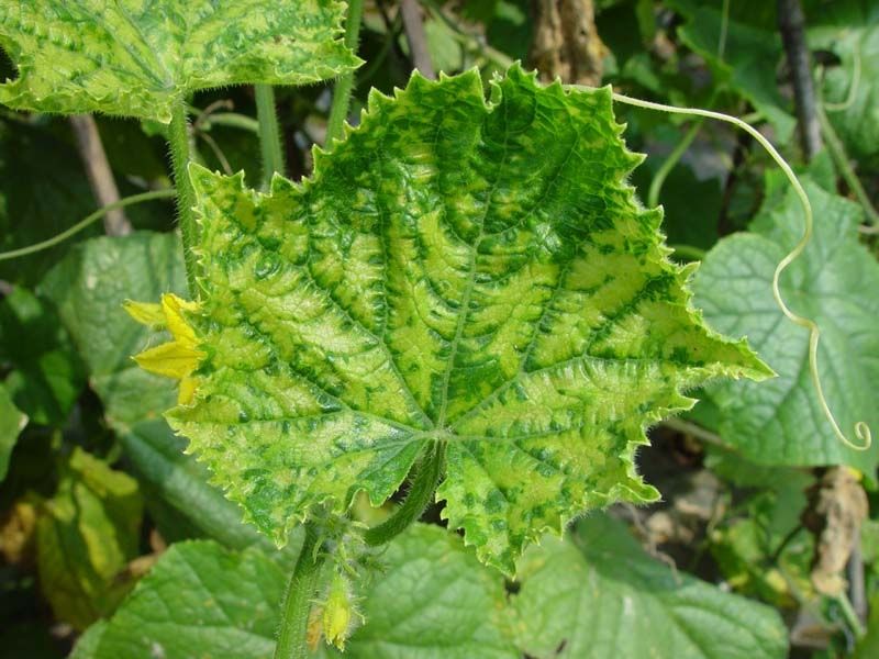 黄瓜病毒病传染性极大?加强田间管理,避免病害大流行