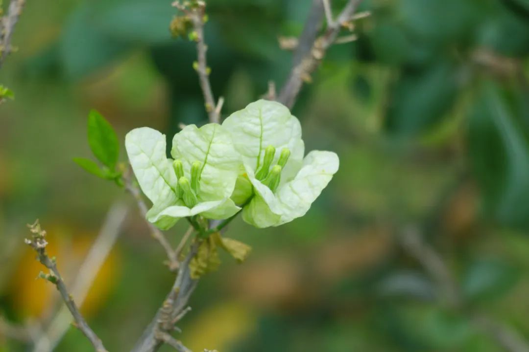 廣信八大校花來襲快來pick你心中的c位