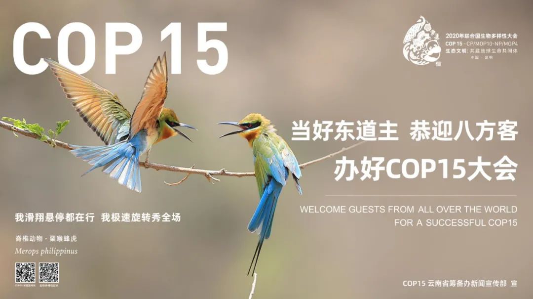 昆明cop15海报图片