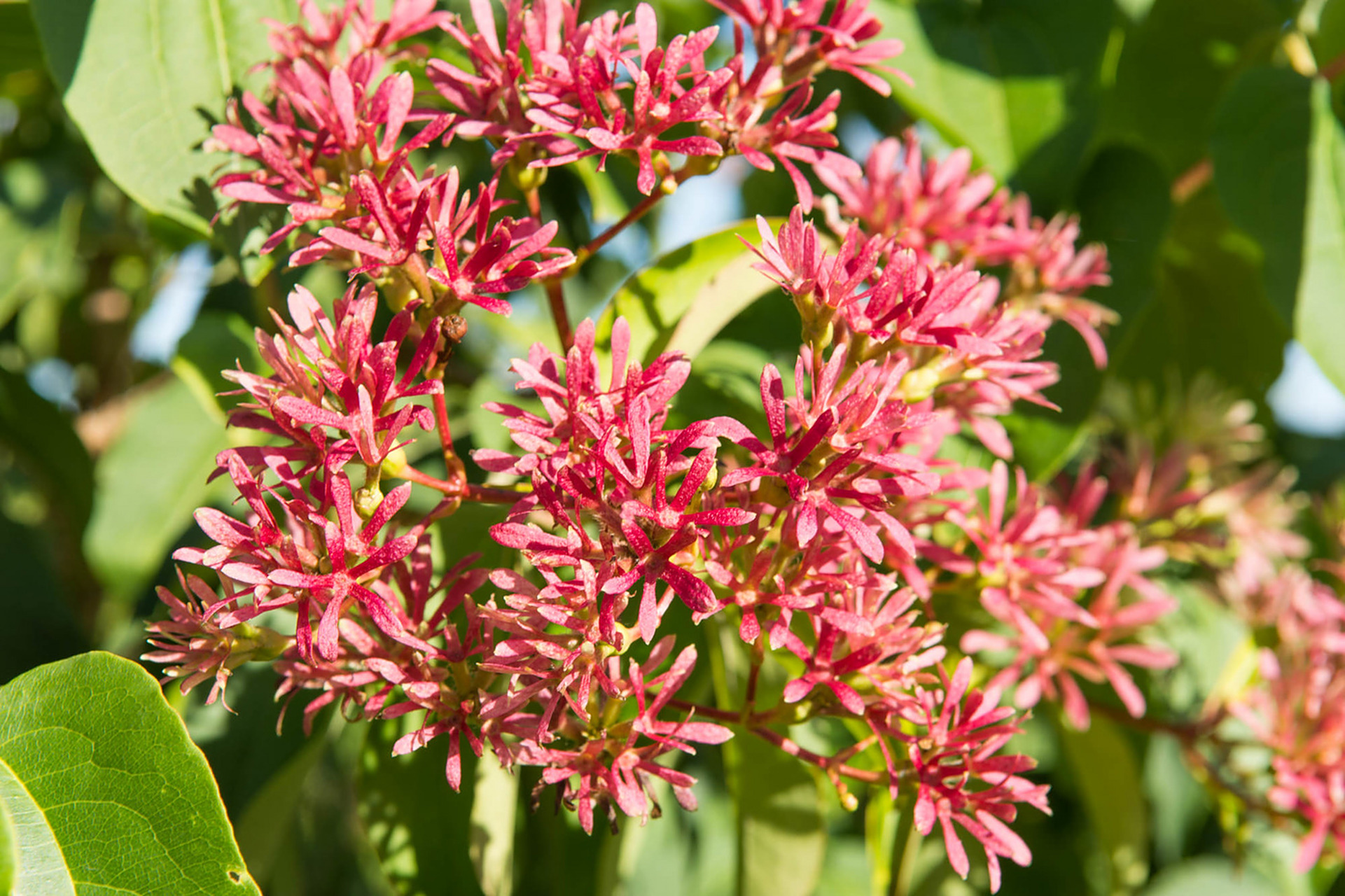 中国"活化石":二级保护植物——七子花在欧洲园林绽