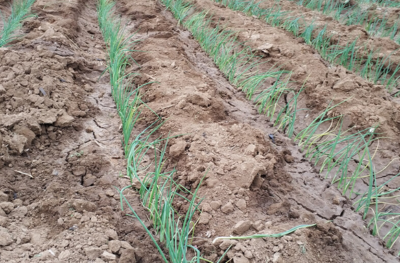 栽蔥不能澆水?掌握5點種植竅門,大蔥成活率高,蔥白又長又粗