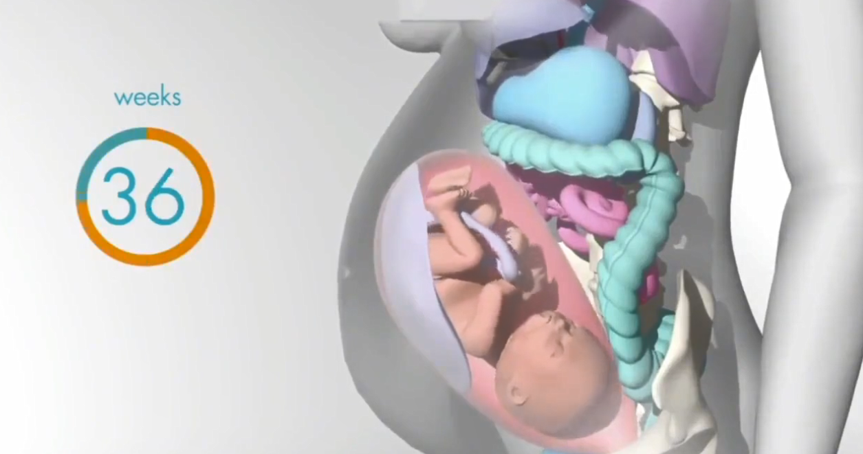 怀胎十月,胎儿把妈妈的内脏挤哪去了?十张过程图带你了解
