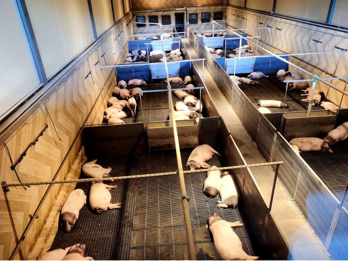 浙江"猪景房"火了:8888元一晚,房间紧挨猪圈,真的值吗?