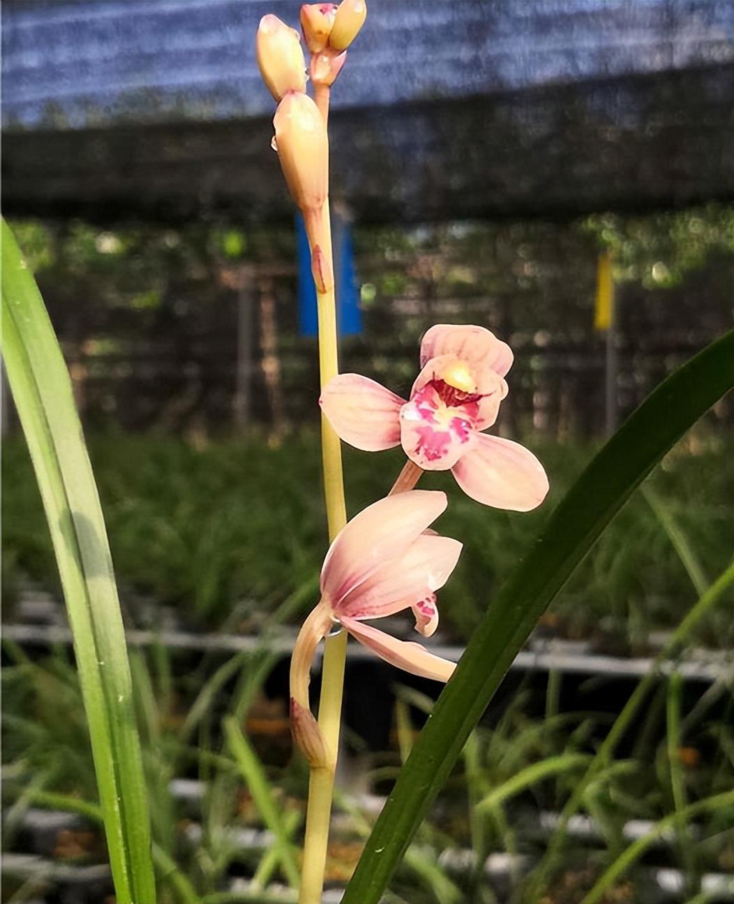 四季兰名花——东方红荷,花型正格,花色水红,香气轻松飘满园