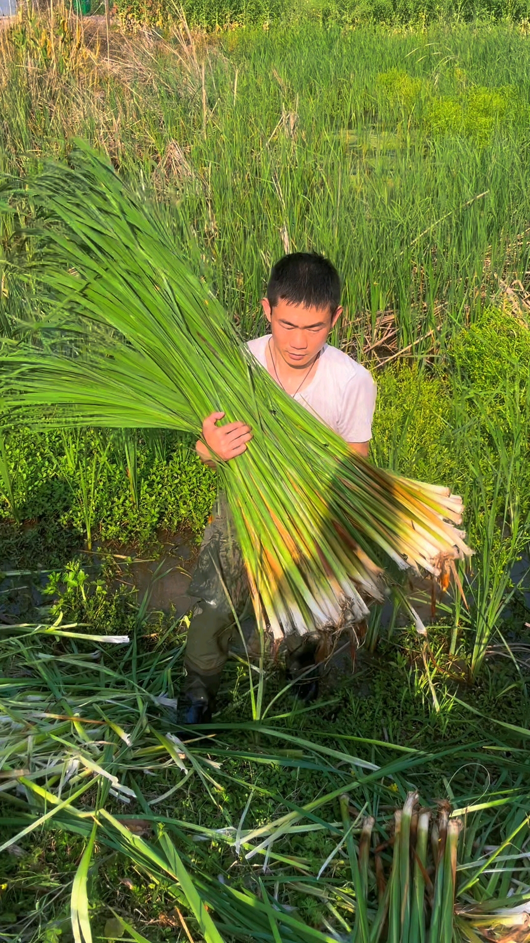 盐包笋学名香蒲,又叫水蜡烛!