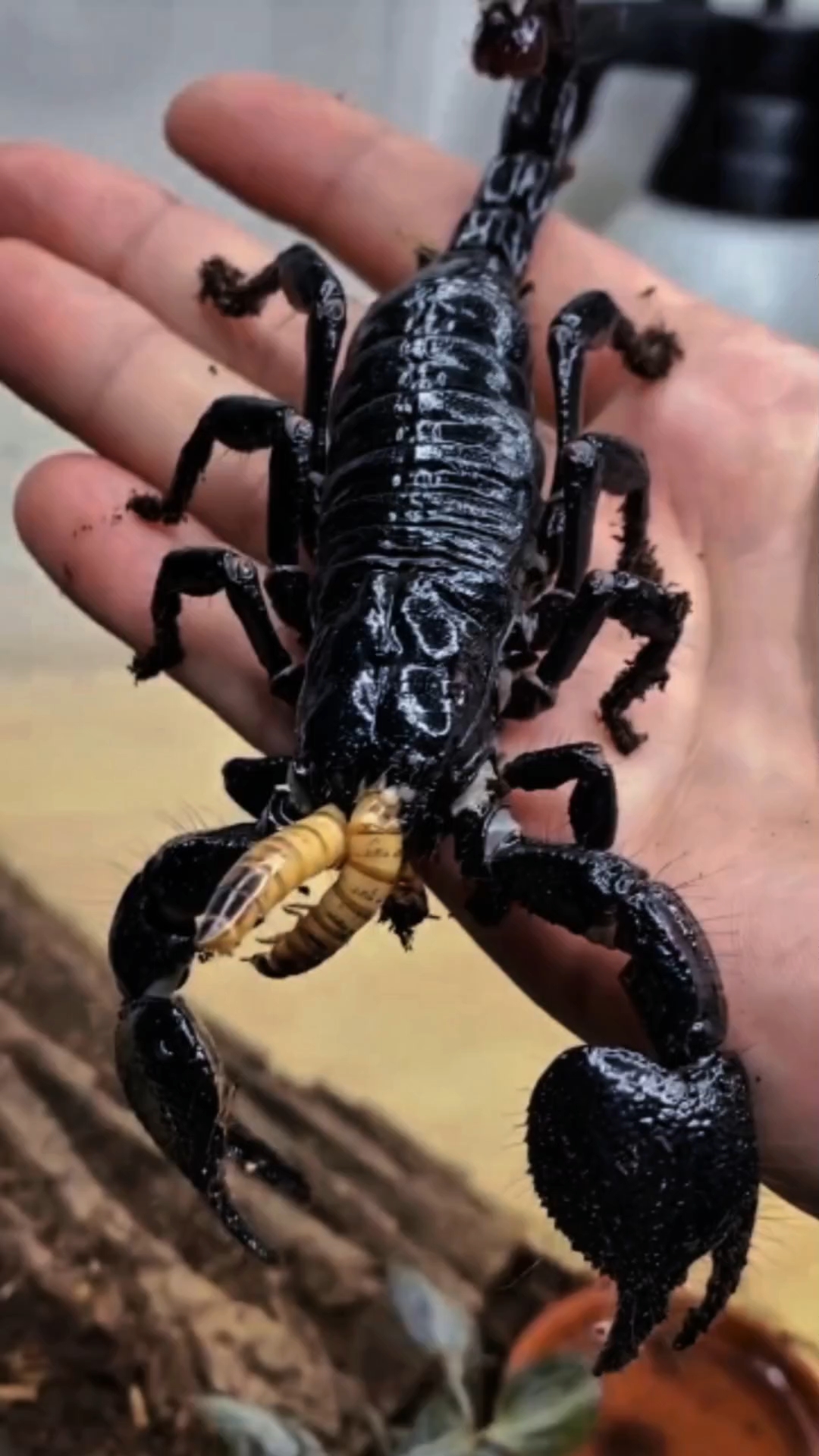 看看蝎子都吃什么食物