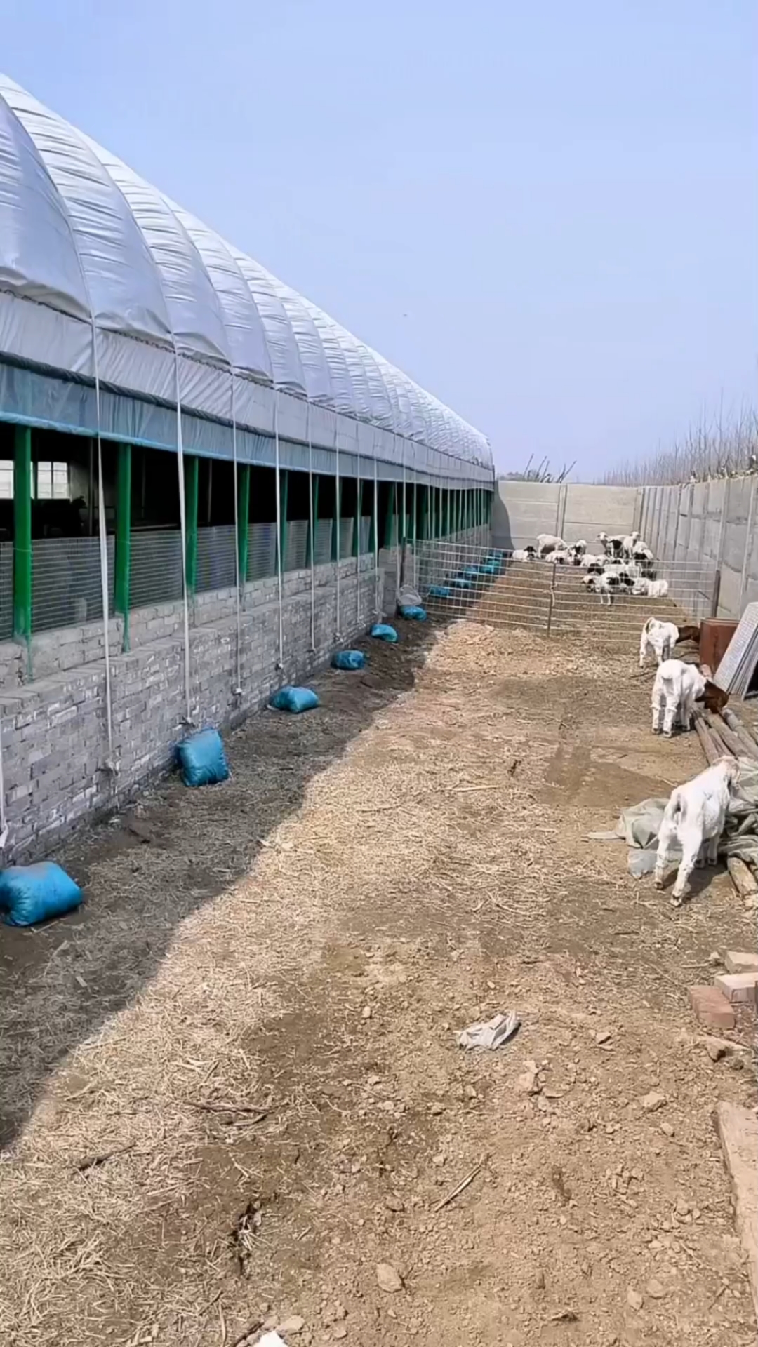 温室大棚养殖羊棚