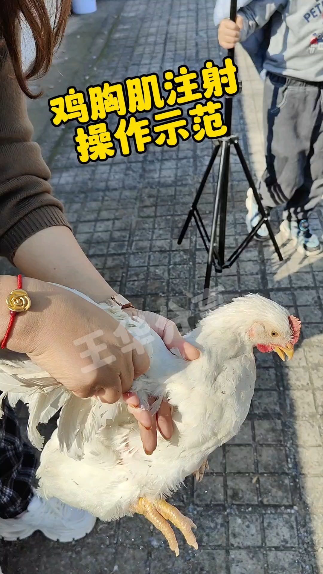 鸡胸部肌肉注射操作方法