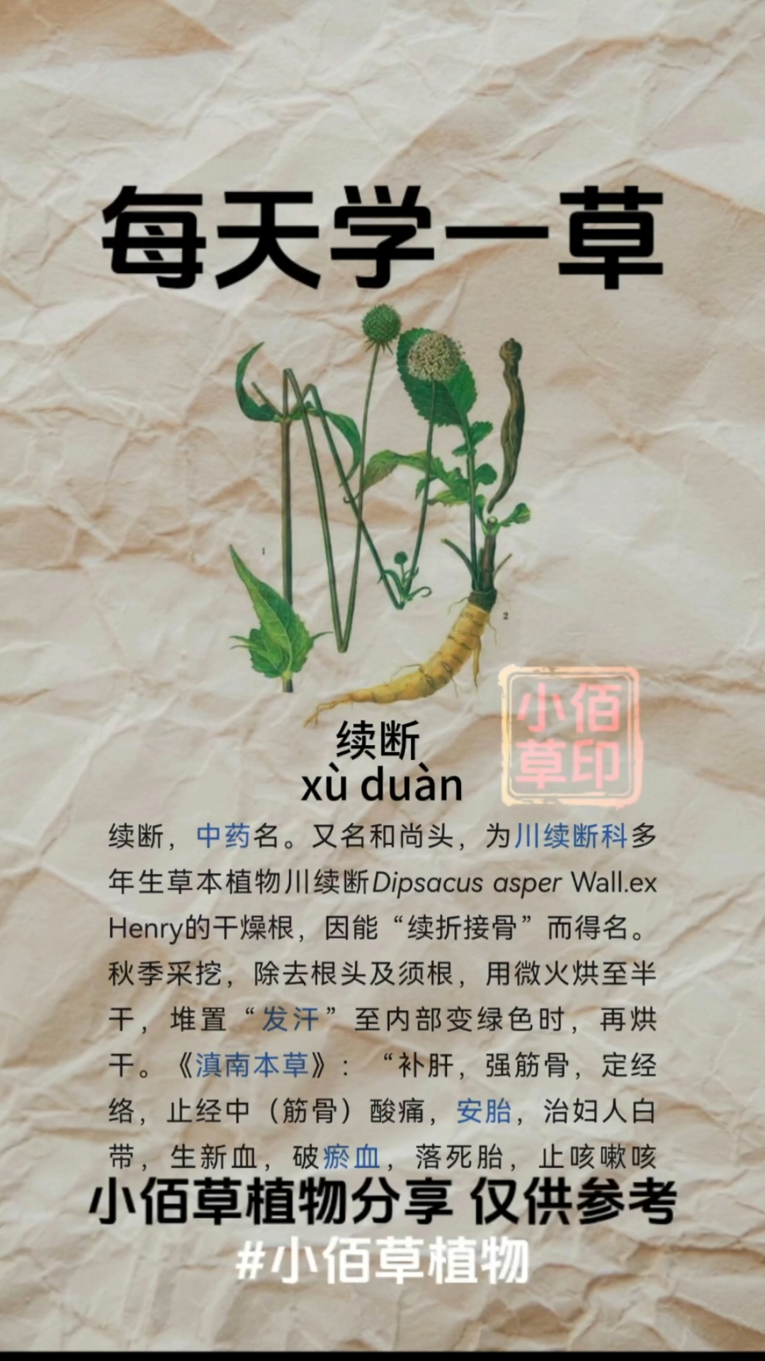 续断别名:尚头,川续断,山萝卜,龙豆,属折,接骨,南草