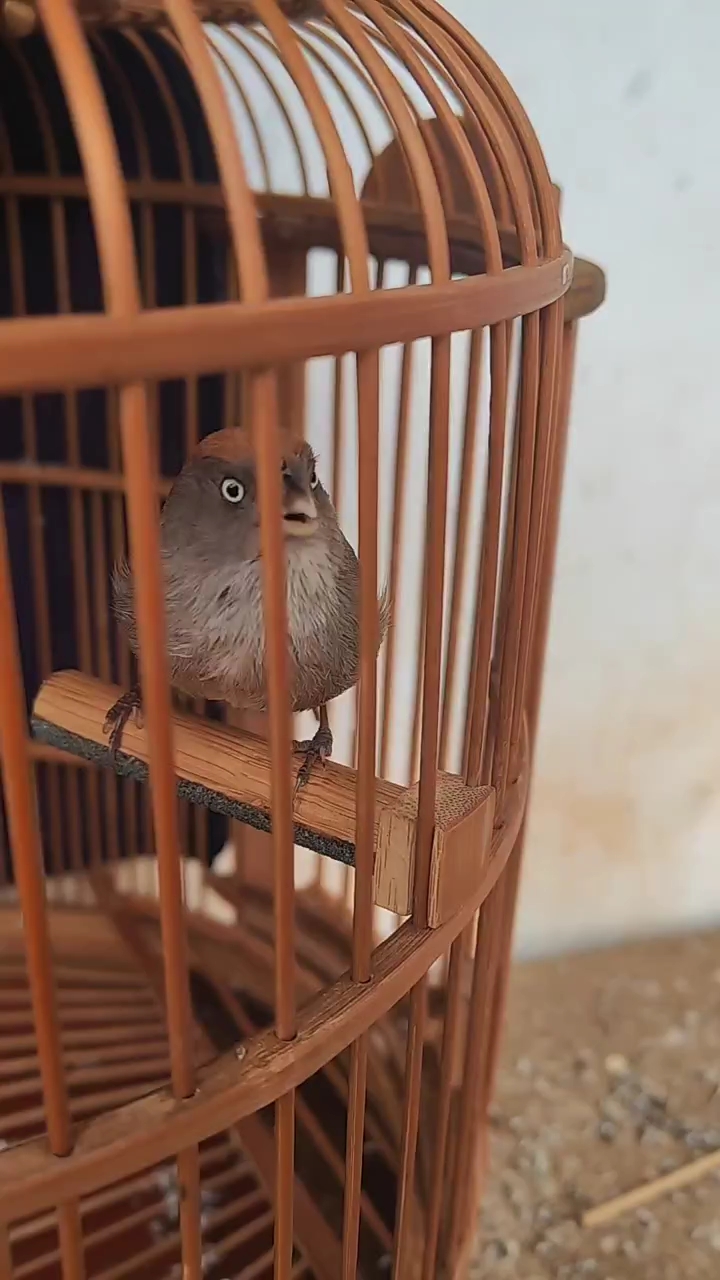 黄腾鸟上小火叽叽喳喳喳喳叫不停