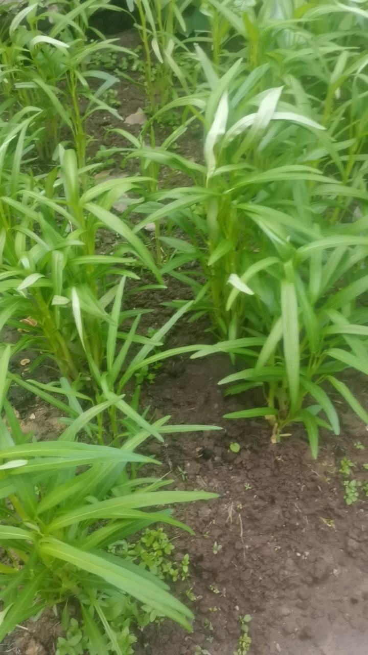 常见菜#小叶空心菜#小满