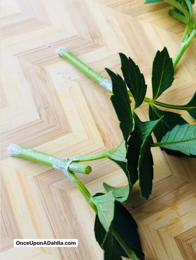 大丽花扦插方法,一盆变十盆,成活率100%