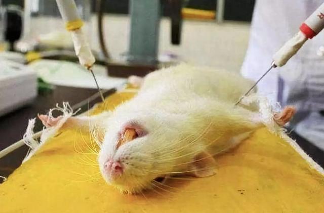 25厘米的冈比亚巨鼠,帮助人类"有偿"排雷,报酬只需一块饼干