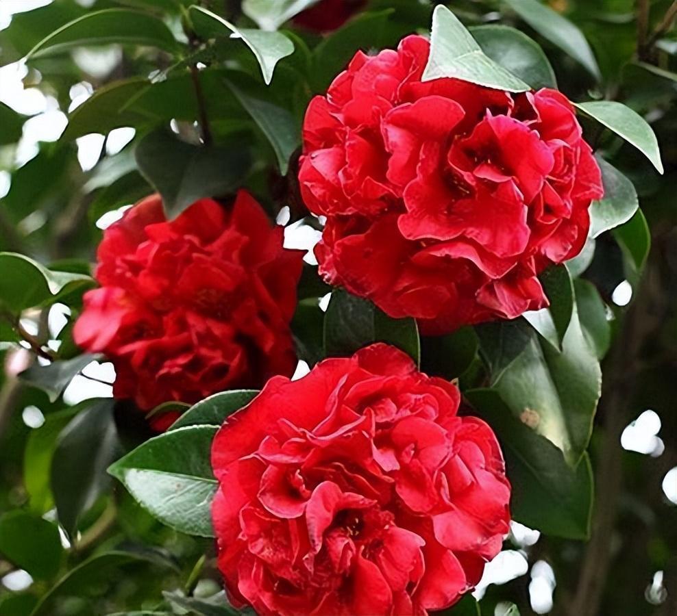 茶花之王克瑞墨,花大色艳香浓,耐寒耐热好养活