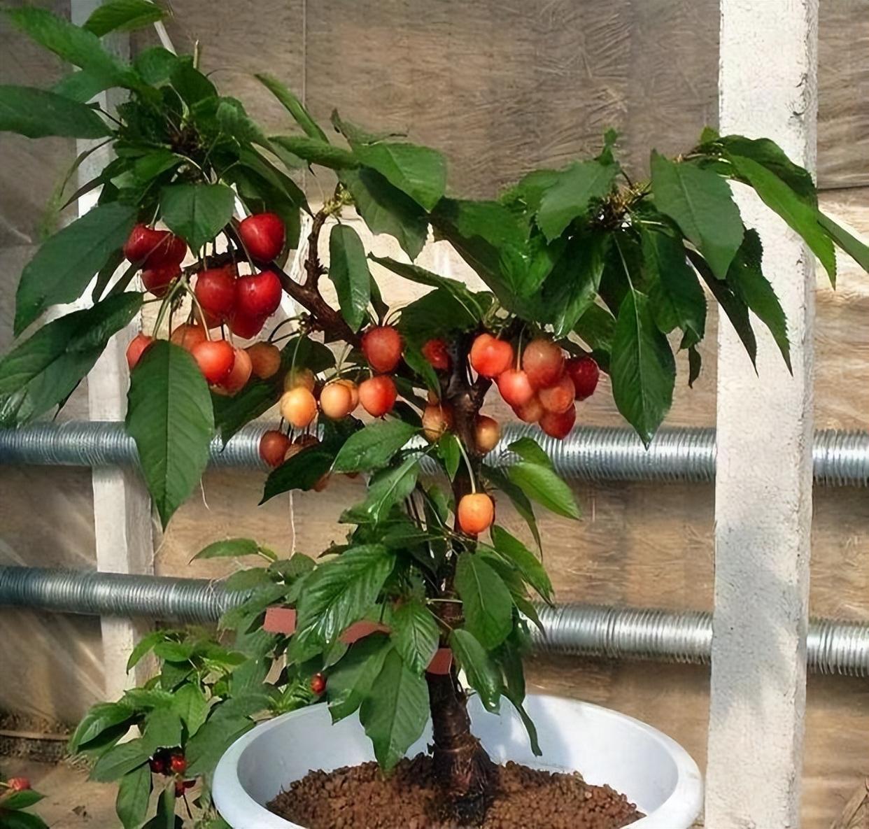 在家盆栽樱桃,打理简单,果肉美味可口,早日实现"车厘子"自由