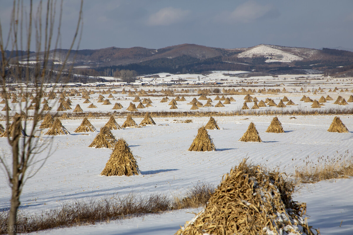 玉米秸秆堆 - 2020年最新商品信息聚合专区 - 百度爱采购