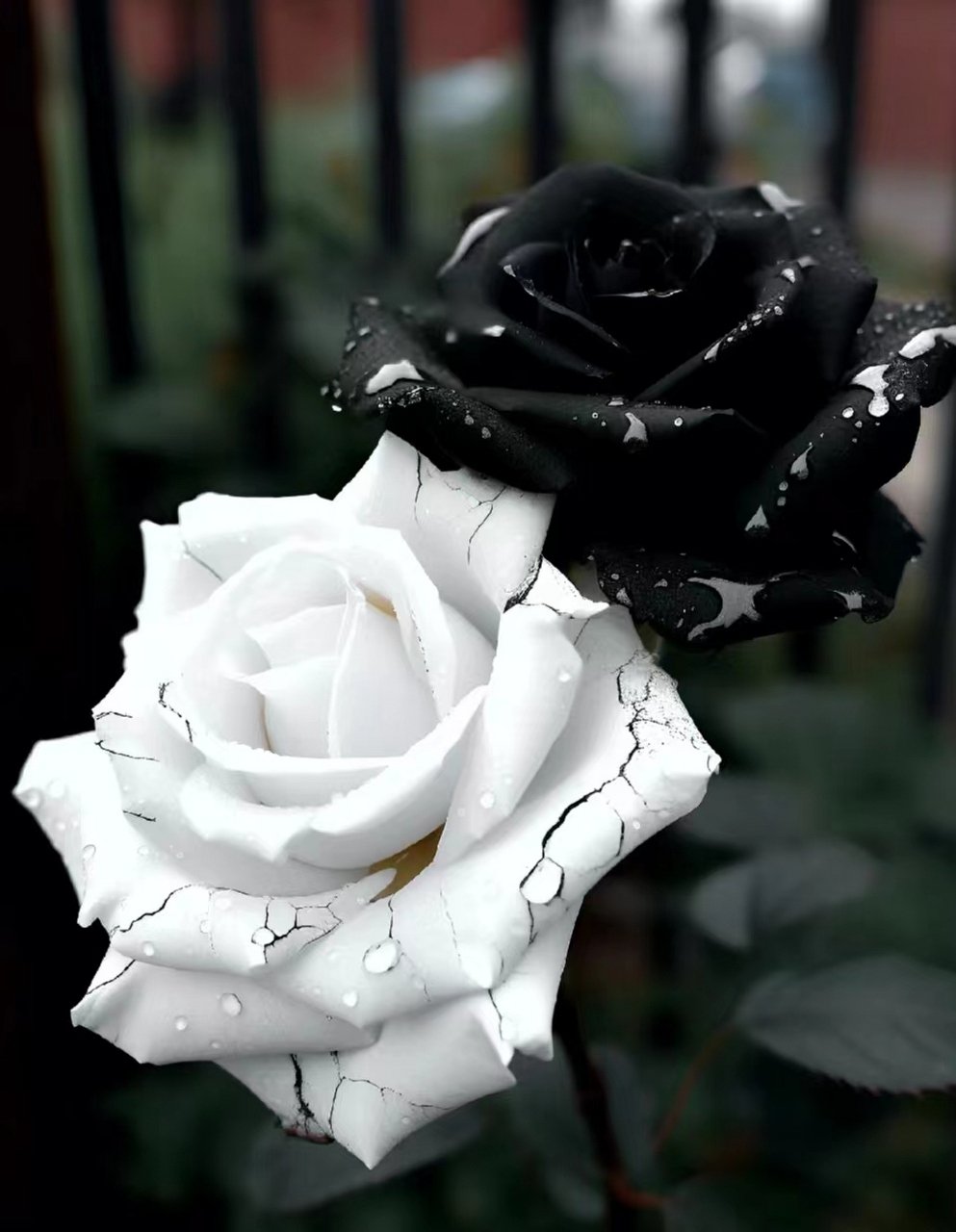 十二星座里你最不该爱谁!